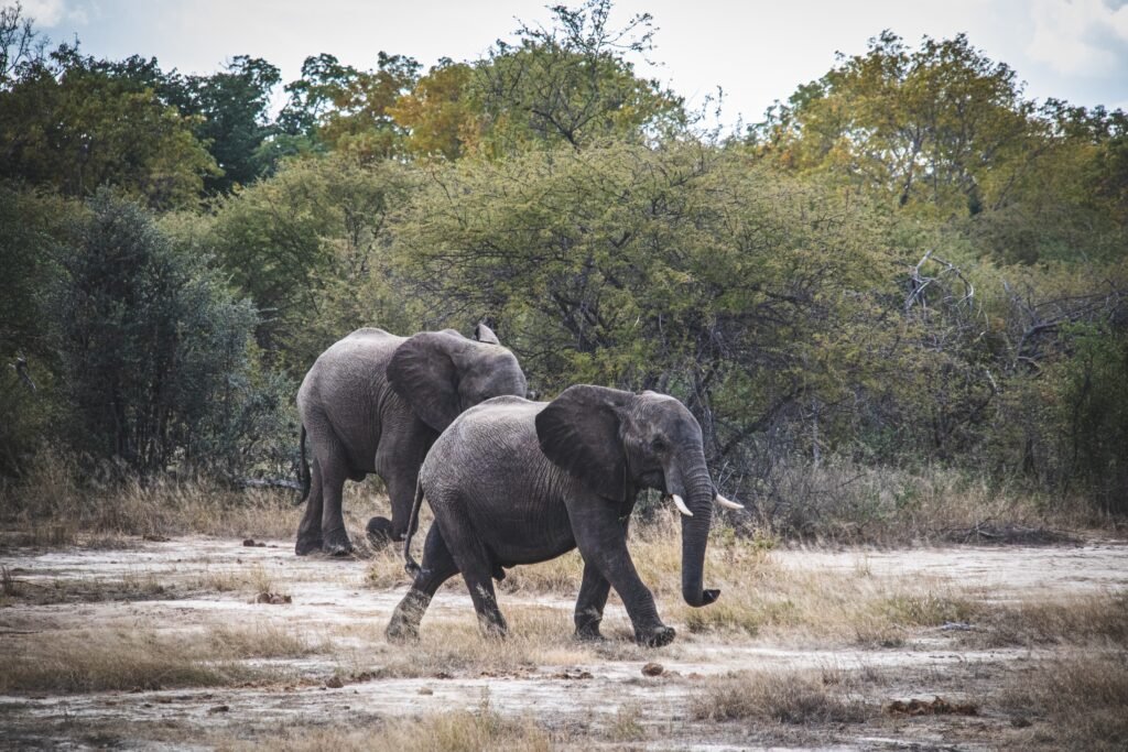 4 Days Victoria Falls Zimbabwe, Botswana and Zambia Tour