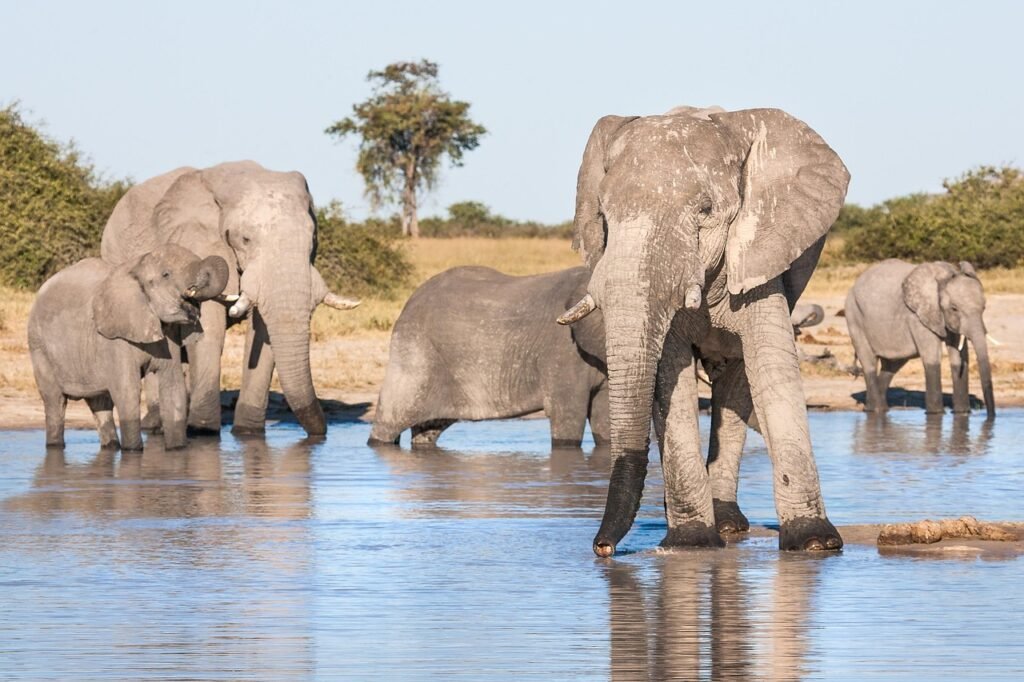 Full Day Chobe